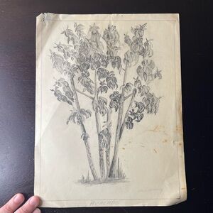 Vintage 1940s Botanical Drawing, Avocado Tree, Alice Dulaney